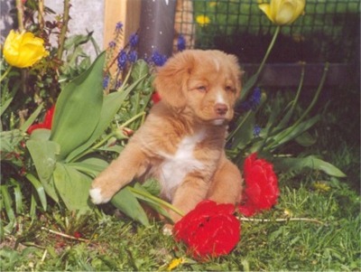 Mascot's doing some gardening